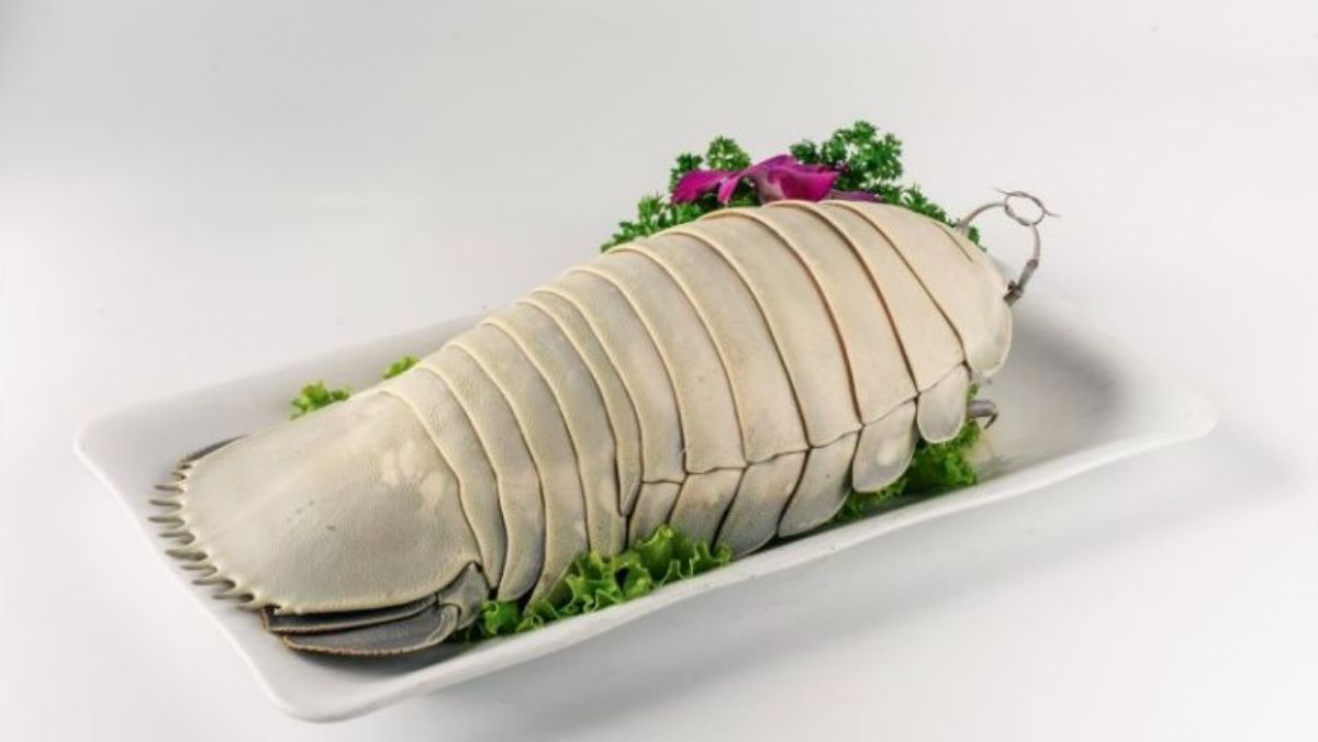 Bọ biển là con gì