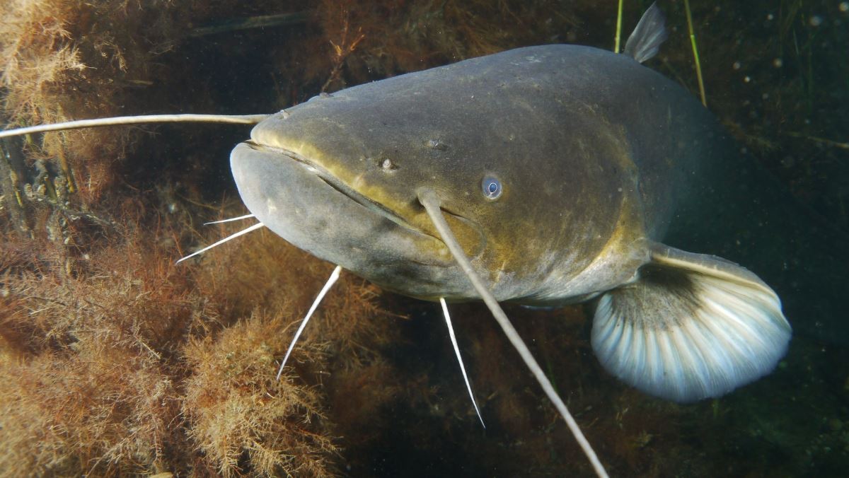 Cá nheo nấu món gì ngon