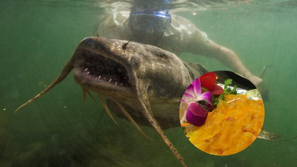 Cá chiên sông Đà là cá gì Cá chiên sông Đà là cá gì