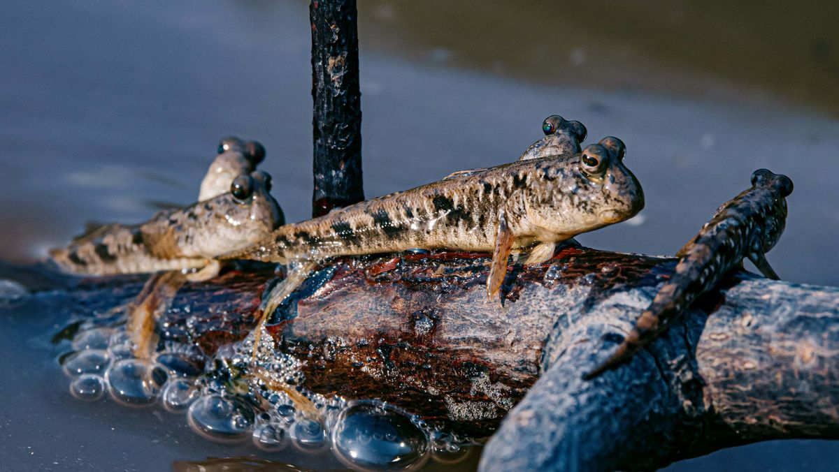 cách chế biến cá thòi lòi