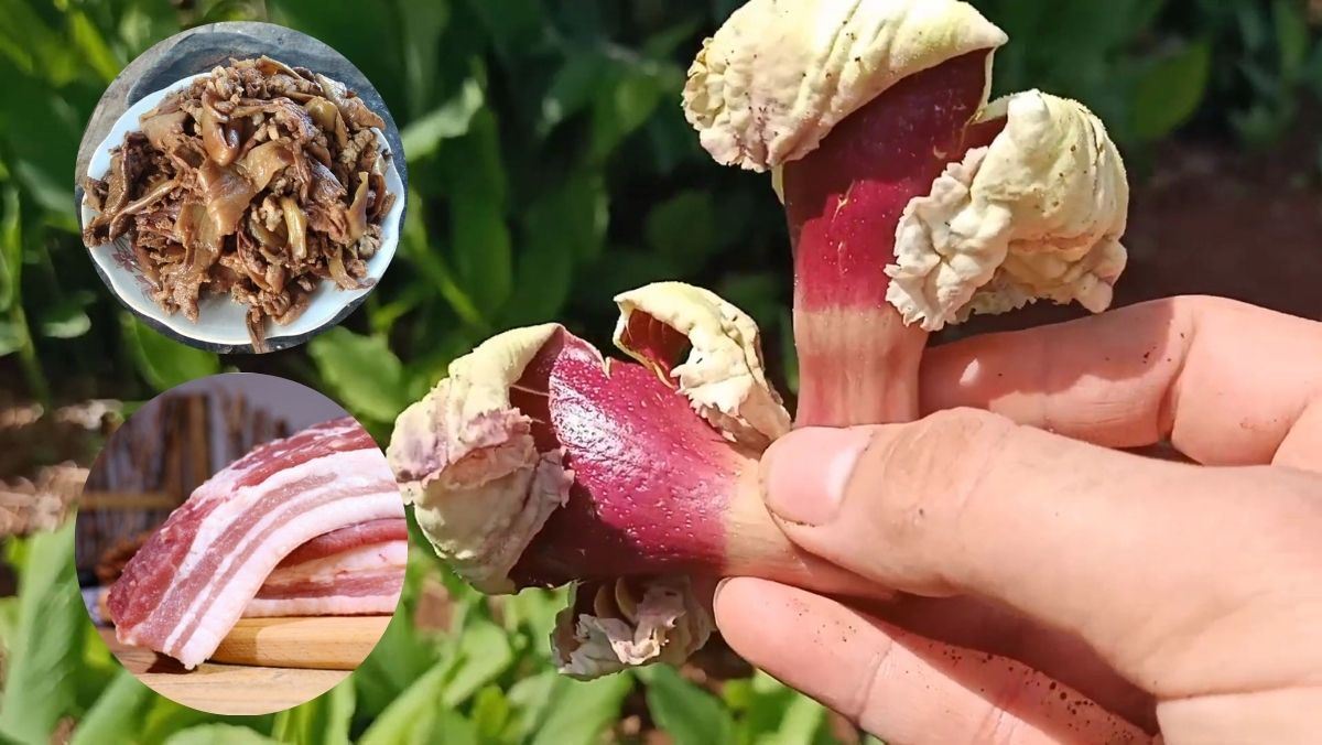 Cách chế biến hoa núc nác khô xào thịt heo ăn một lần ghiền