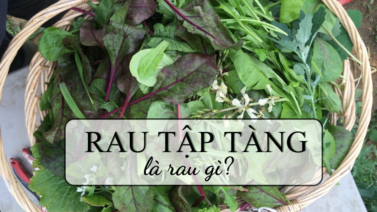 Rau tập tàng là rau gì? Tổng hợp 2 cách nấu canh rau tập tàng ngon