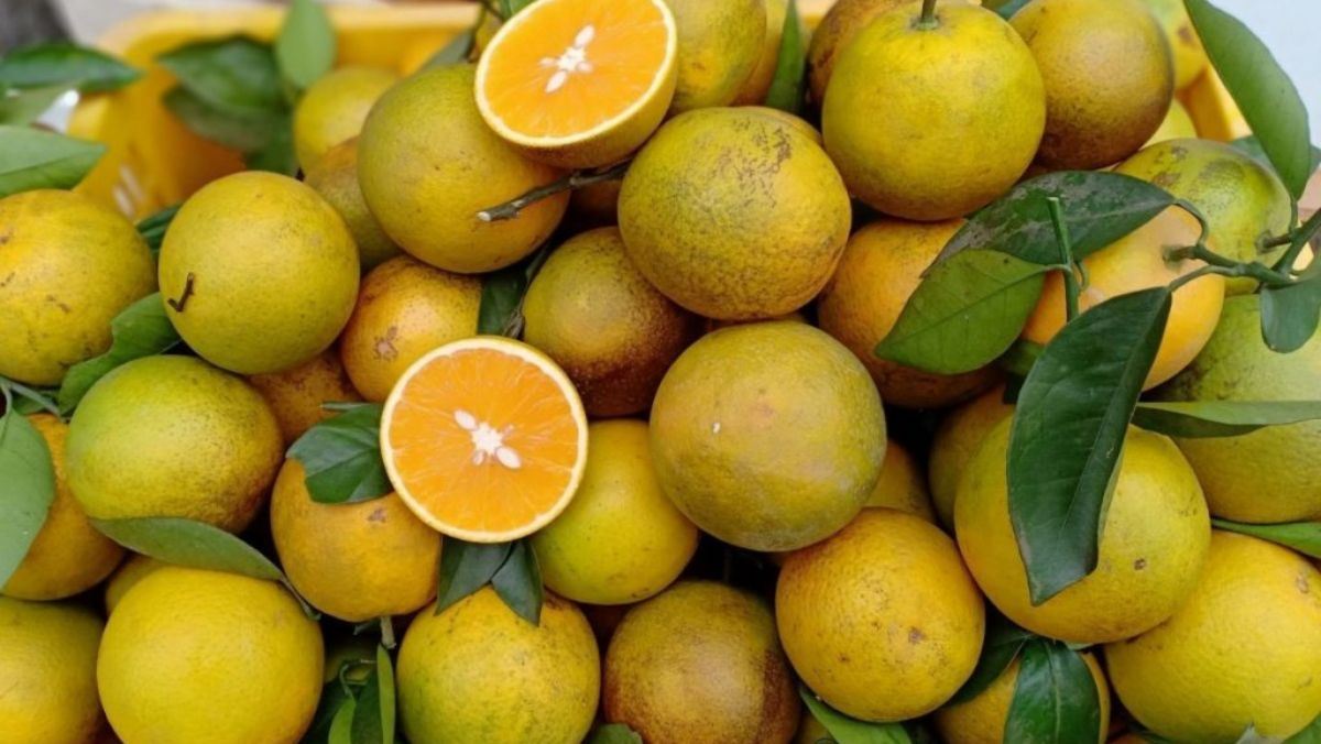 Cam Cao Phong là cam gì? Những món ngon từ cam Cao Phong