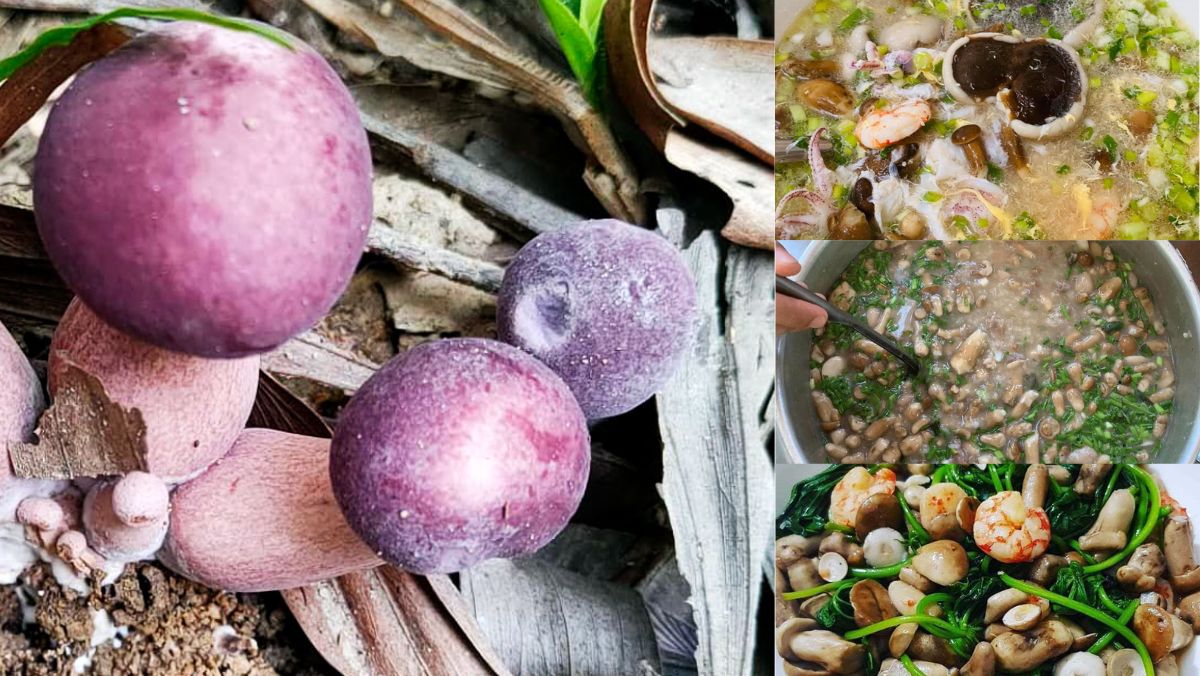 Nấm tràm là nấm gì? Cách chế biến nấm tràm không bị đắng