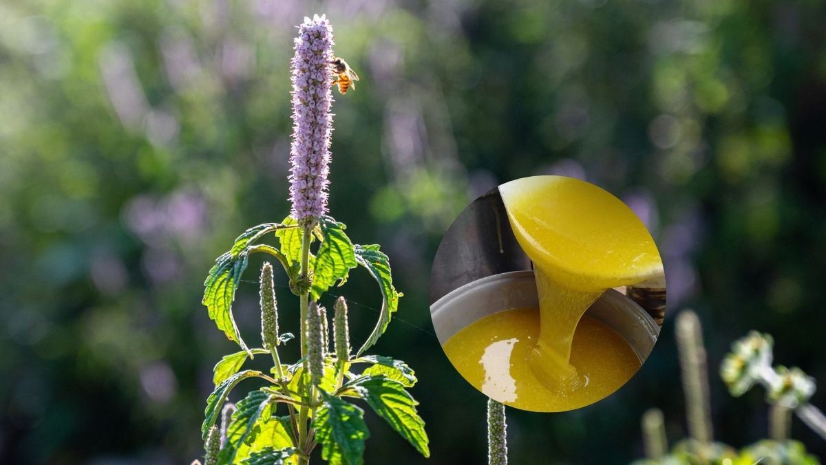 Mật ong bạc hà Mật ong bạc hà