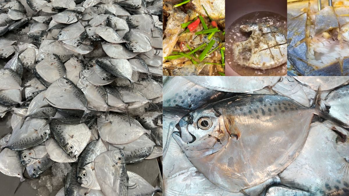 Cá bánh lái Cá bánh lái