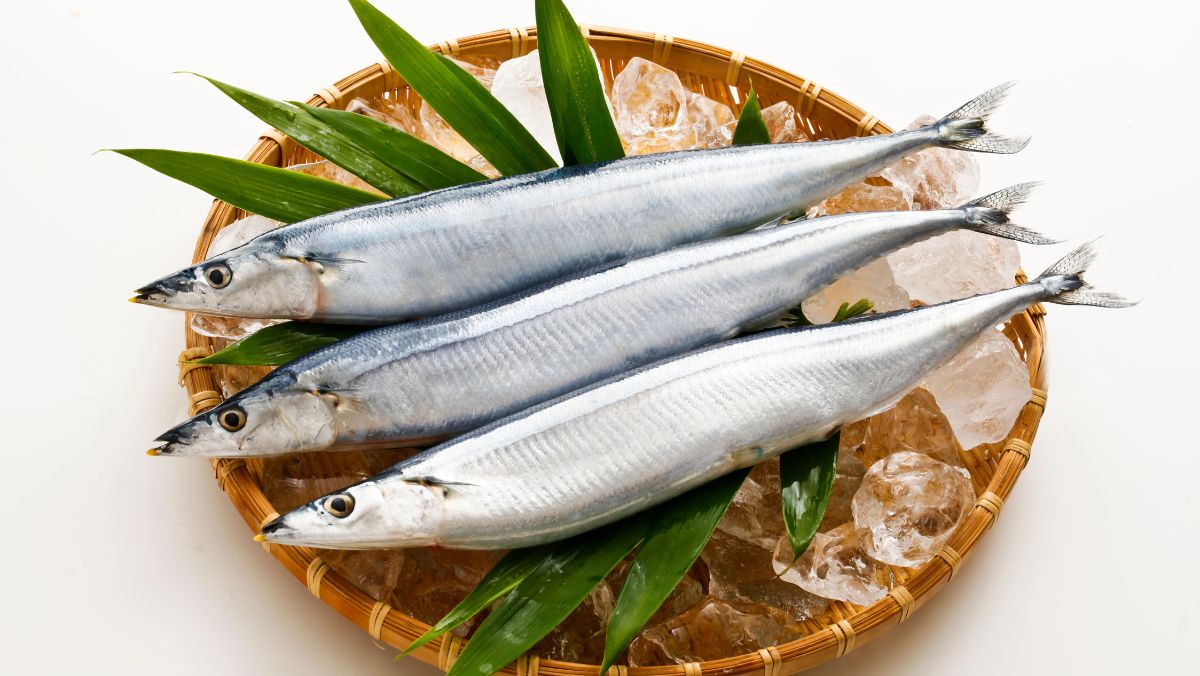 Cá thu đao là cá gì