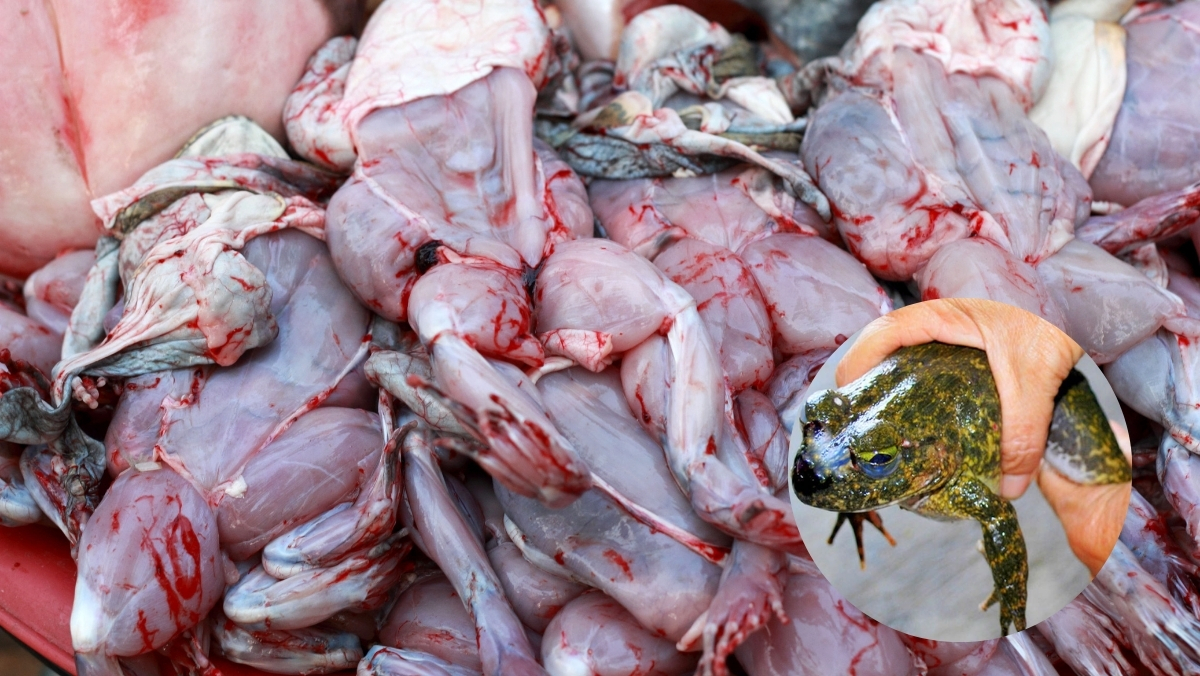 Cách sơ chế ếch sạch, không tanh