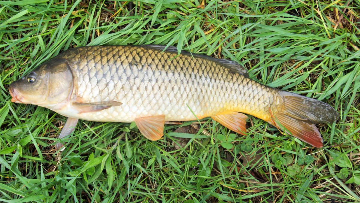 Cá trắm là cá gì? Cá trắm làm món gì ngon Cá trắm là cá gì? Cá trắm làm món gì ngon