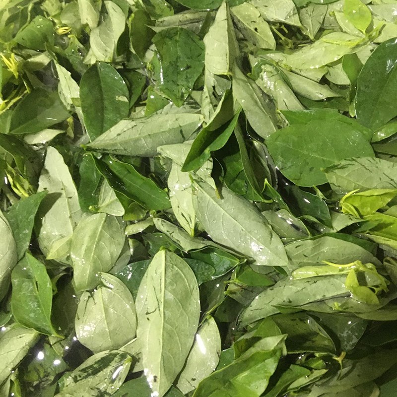 so-che-rau-ngot-2 Bước 2 Sơ chế rau ngót Canh giò heo rau ngót