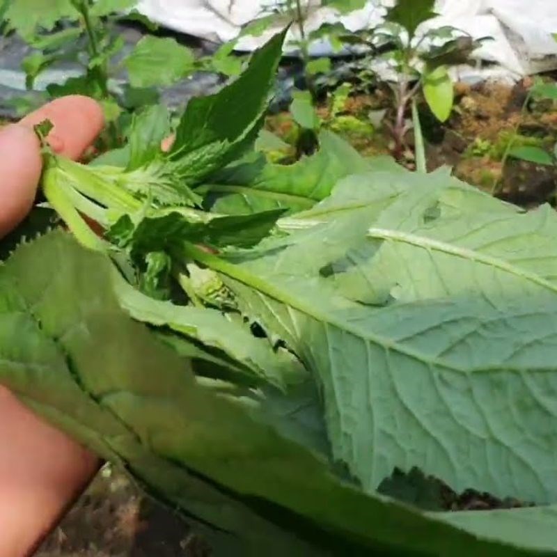 Sơ chế rau tàu bay