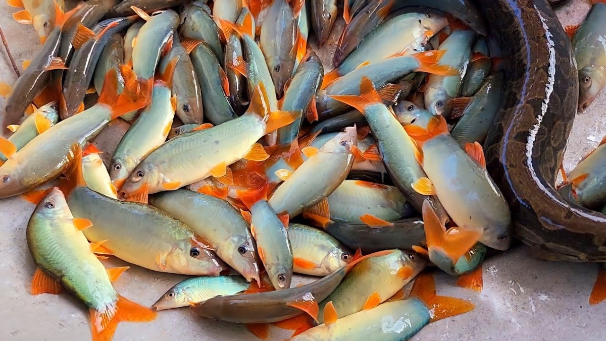 Cá heo nước ngọt là cá gì