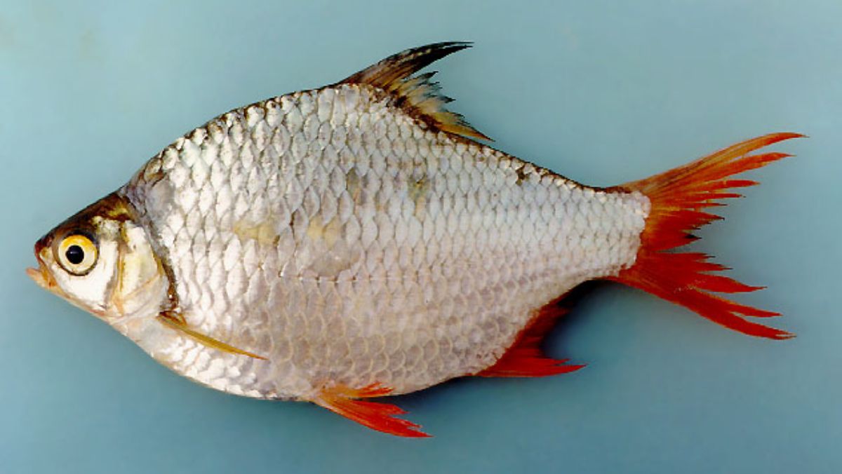 Cá he nước ngọt đuôi đỏ