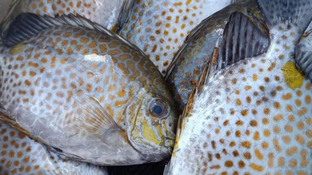 5 Món Ngon Từ Cá Dìa: Nướng, Kho, Hấp Đậm Đà Hương Vị Biển