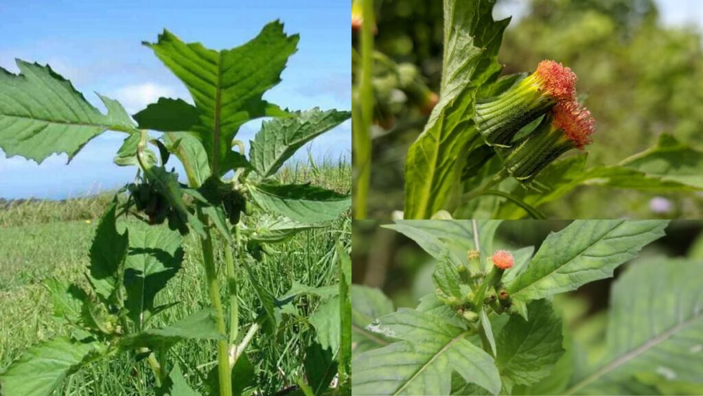 Rau tàu bay là rau gì? Có phải cây cải trời không? Nấu món gì ngon