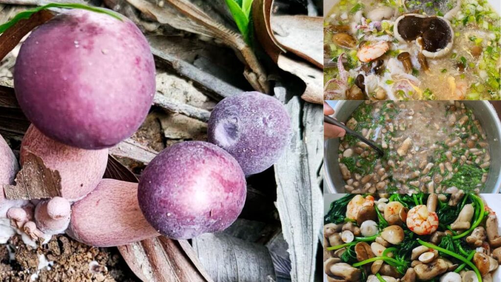 Nấm tràm là nấm gì? Cách chế biến nấm tràm không bị đắng[2025]