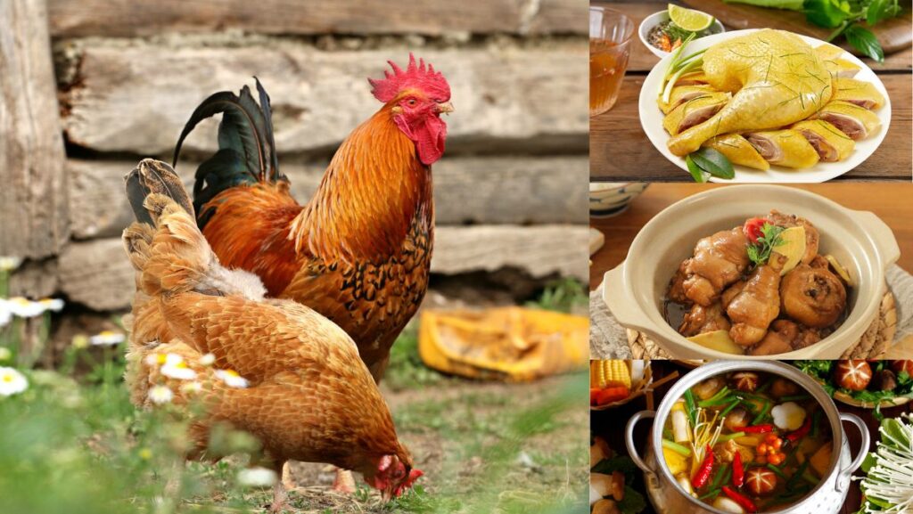 Gà Tam Hoàng là gà gì? Thịt gà Tam Hoàng ăn có ngon không?