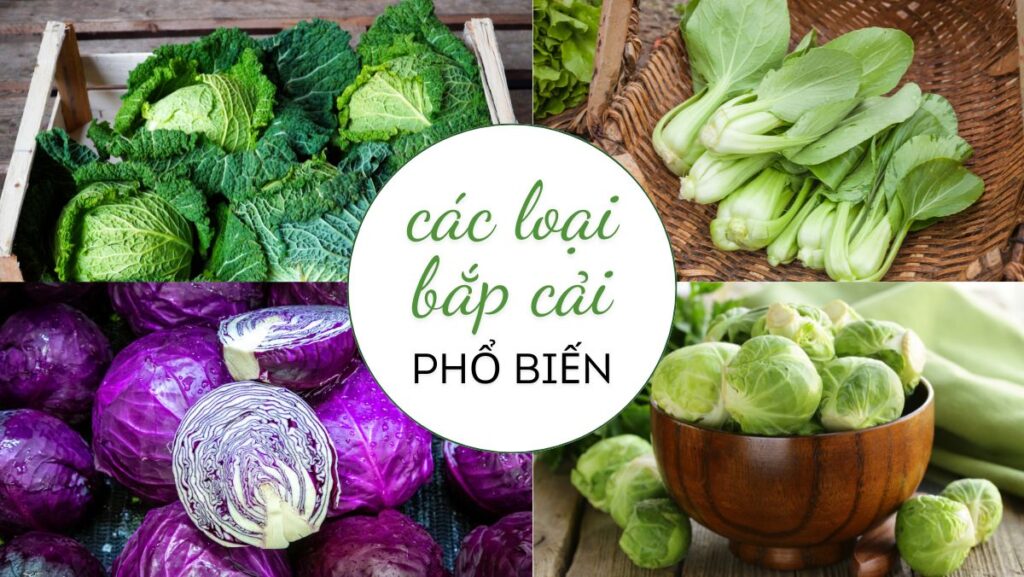 Tổng hợp các loại bắp cải phổ biến và các món ăn ngon từ bắp cải
