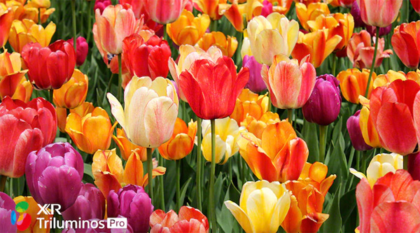 Tivi Sony 4K 75 inch XR 75X90J được trang bị nhiều công nghệ hình ảnh chất lượng