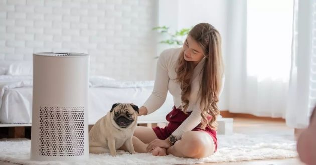 Máy lọc không khí có hút được lông mèo, lông chó, khử mùi chó mèo không? Máy lọc không khí có hút được lông mèo, lông chó, khử mùi chó mèo không?