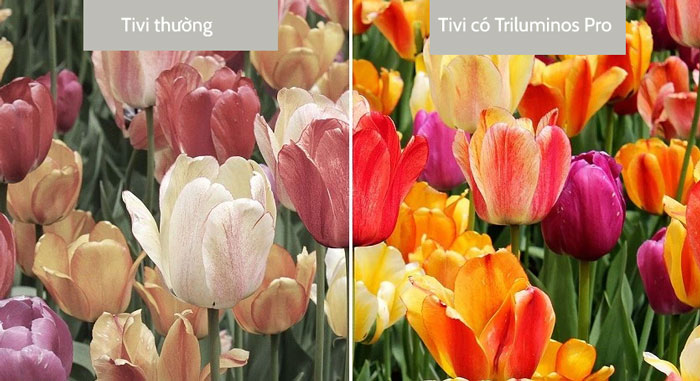 Công nghệ tạo màu Triluminos Pro