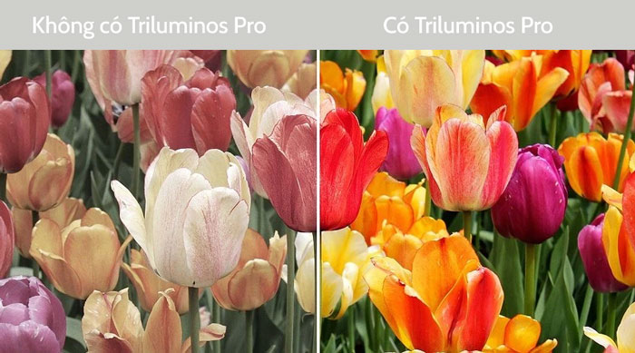 Công nghệ tạo màu Triluminos Pro cho hình ảnh rực rỡ