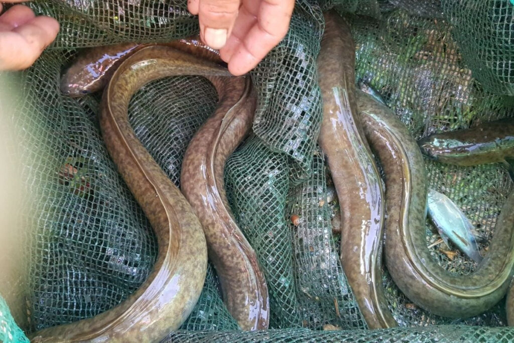 Cá Chình Là Gì? Lợi Ích Sức Khỏe Và Các Món Ngon Từ Cá Chình [2025]