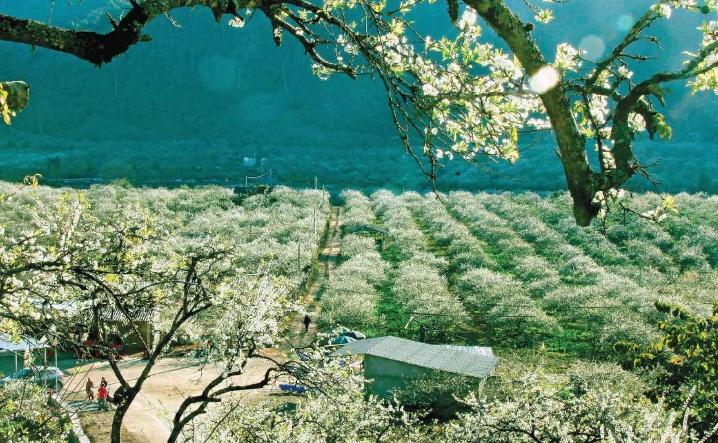 Địa điểm du lịch Tết - Sơn La Địa điểm du lịch Tết - Sơn La